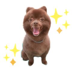 [LINEスタンプ] チョコレート色のこたろうくん