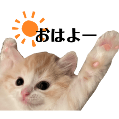 [LINEスタンプ] スコティッシュフォールドのモナちゃん