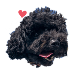 [LINEスタンプ] オレオのスタンプだよん