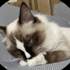 [LINEスタンプ] 猫とフェレット