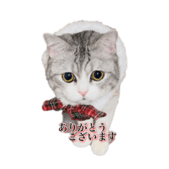[LINEスタンプ] うちのネコ。一般的な日常挨拶や返事用