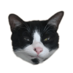 [LINEスタンプ] いえのねこvol2