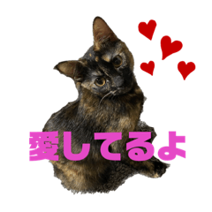 [LINEスタンプ] キジトラ、サビ猫ニャンズpart2