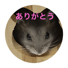 [LINEスタンプ] ハムスター NEO