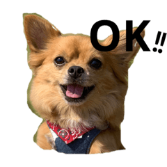 [LINEスタンプ] 愛犬ぺるぷぅ