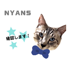 [LINEスタンプ] 動物愛護団体NYANS〜日常編①〜