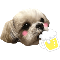 [LINEスタンプ] シーズーのあんず