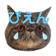 [LINEスタンプ] 家のにゃんこ（ღ´罒`ღ）