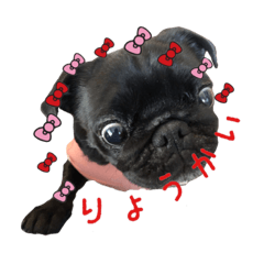 [LINEスタンプ] ゾラちゃん