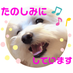 [LINEスタンプ] チワプーのノエルくん2