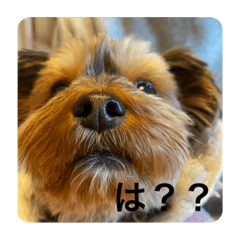 [LINEスタンプ] みみの顔