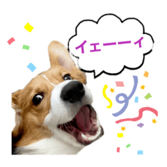 [LINEスタンプ] パピィコーギー★2★これでも5ヶ月