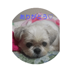 [LINEスタンプ] 居酒屋もこ