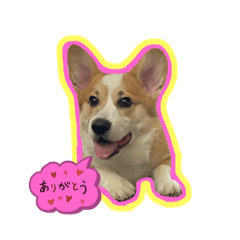 [LINEスタンプ] コーギーpomの日常スタンプ①