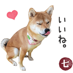 [LINEスタンプ] 毎日使える 柴犬の七②