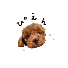 [LINEスタンプ] トイプードルラッキーの日常②