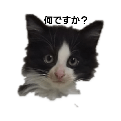[LINEスタンプ] catkoko