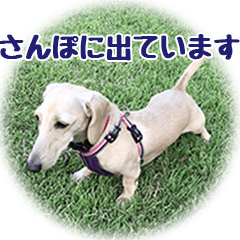 [LINEスタンプ] スムースダックスちゃん