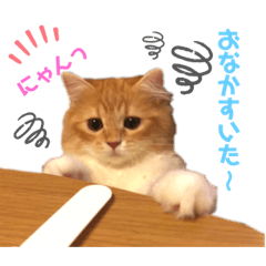 [LINEスタンプ] ねこちゃんの日常1
