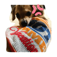 [LINEスタンプ] チワックスのレディちゃん
