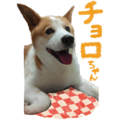 [LINEスタンプ] 隣のチョロちゃん