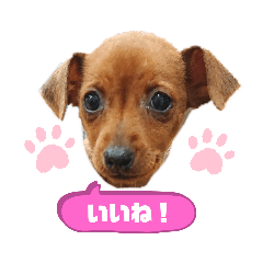 [LINEスタンプ] ミニピンハンナチャン②