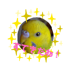 [LINEスタンプ] セキセイインコスタンプ2