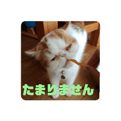 [LINEスタンプ] いぬねこスタンプ うに。いくら。わかめ。3