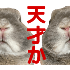[LINEスタンプ] おもちくんスタンプ②