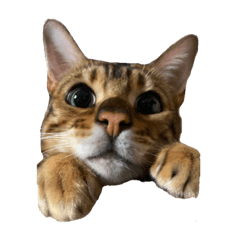 [LINEスタンプ] ベンガル猫のジョルノくん