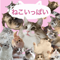 [LINEスタンプ] 猫いっぱい！トノとかわいいお友達ニャンコ