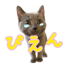 [LINEスタンプ] だいすきごまちゃん！！