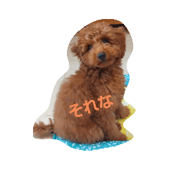 [LINEスタンプ] めっちゃ可愛いトイプードルちゃん