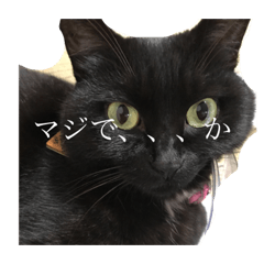 [LINEスタンプ] 割と使えるにゃんこスタンプBIG！