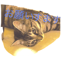 [LINEスタンプ] 意外と使えるにゃんこスタンプ