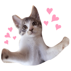 [LINEスタンプ] ぼくねこ。