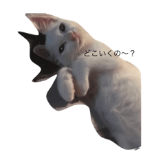 [LINEスタンプ] ねこのいる暮らし。