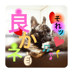 [LINEスタンプ] フレンチブルのBillくん3(修正済み)