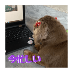 [LINEスタンプ] うちの犬たちが可愛い件について