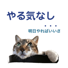 [LINEスタンプ] ゆうこの猫スタンプ キジ白