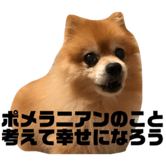 [LINEスタンプ] ポメラニアンの写真のスタンプ