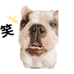 [LINEスタンプ] ブチャカワ メイメイ