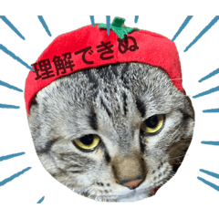 [LINEスタンプ] 猫のあんず 日常使いスタンプ