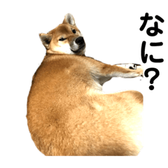 [LINEスタンプ] 柴犬 麦のすたんぷ
