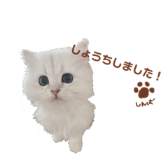 [LINEスタンプ] おうさまのシンバ