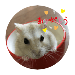 [LINEスタンプ] 【挨拶】ハムスタースタンプ⭐︎