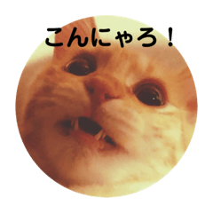 [LINEスタンプ] 猫面だらけ