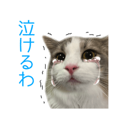 [LINEスタンプ] 飼われ猫 ぐれお（1歳）