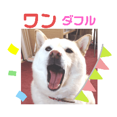 [LINEスタンプ] ワンニャンニャンのメッセージ