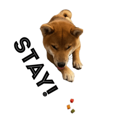 [LINEスタンプ] 柴犬♥︎弁慶-がきんちょ編-
